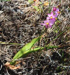 Ixia scillaris scillaris