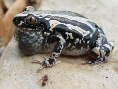 Kassina senegalensis