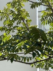 Juglans neotropica
