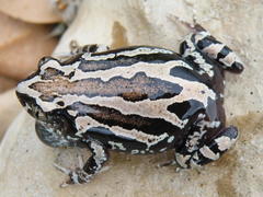 Kassina senegalensis