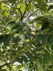 Juglans neotropica