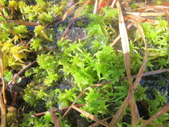 Sphagnum teres