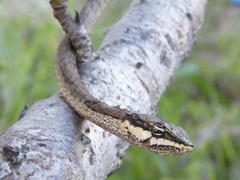 Thelotornis capensis capensis