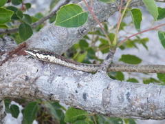 Thelotornis capensis capensis