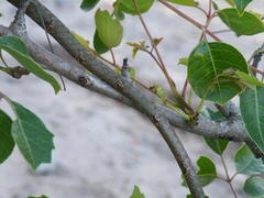 Thelotornis capensis capensis