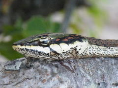 Thelotornis capensis capensis