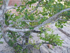 Thelotornis capensis capensis