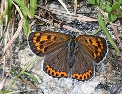 Lycaena panava