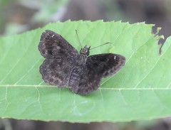 Staphylus hayhurstii