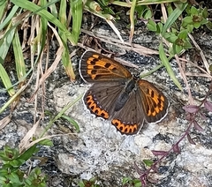 Lycaena panava