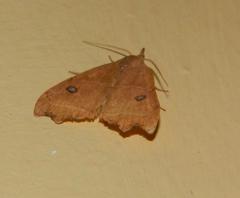 Hondryches phalaeniformis