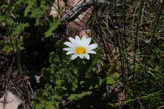 Arctotis aspera aspera