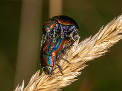 Chrysolina cerealis