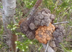 Uromycladium tepperianum image