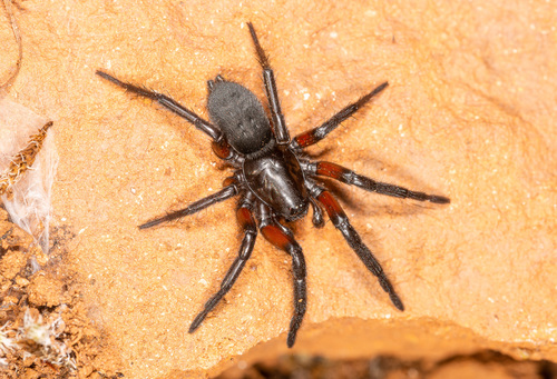 Gnaphosa lucifuga