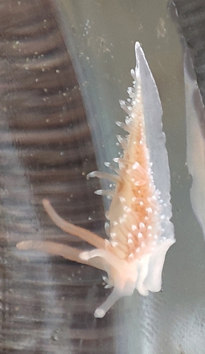 Chlamylla intermedia