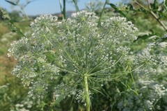 Ammi majus