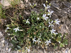 Cerastium morrisonense