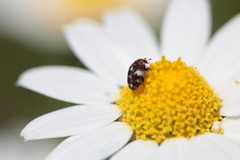 Anthrenus angustefasciatus