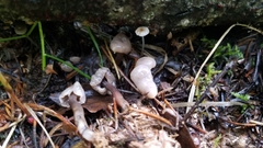 Cudonia grisea