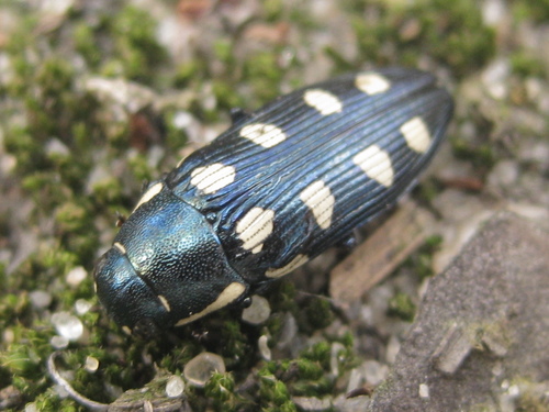 Photo of Eight-spotted Jewel Beetle (Buprestis octoguttata)