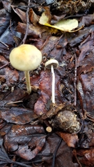 Protostropharia alcis