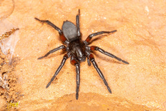 Gnaphosa lucifuga