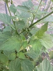 Solanum villosum