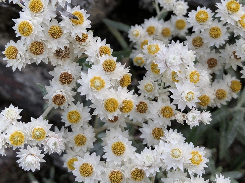 Mount Yushan Pearly Everlasting