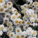 Mount Yushan Pearly Everlasting - Photo (c) JODY HSIEH, some rights reserved (CC BY-NC), uploaded by JODY HSIEH