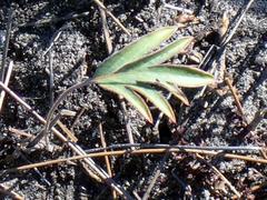 Pelargonium dipetalum