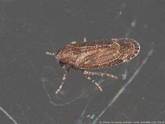 Opsiplanon luella