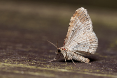 Xanthorhoe spadicearia