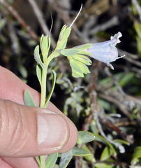 Lobostemon hottentoticus