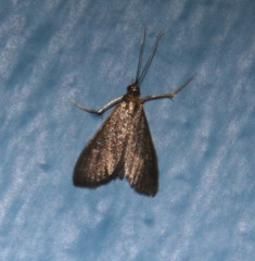 Pyrausta demantrialis