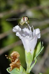 Lobostemon hottentoticus