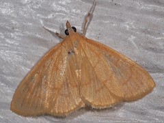 Ecpyrrhorrhoe puralis