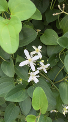 Clematis terniflora