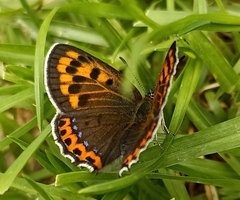 Lycaena panava