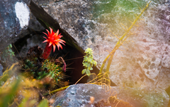 Matucana aurantiaca