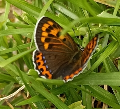 Lycaena panava