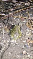 Uperodon systoma