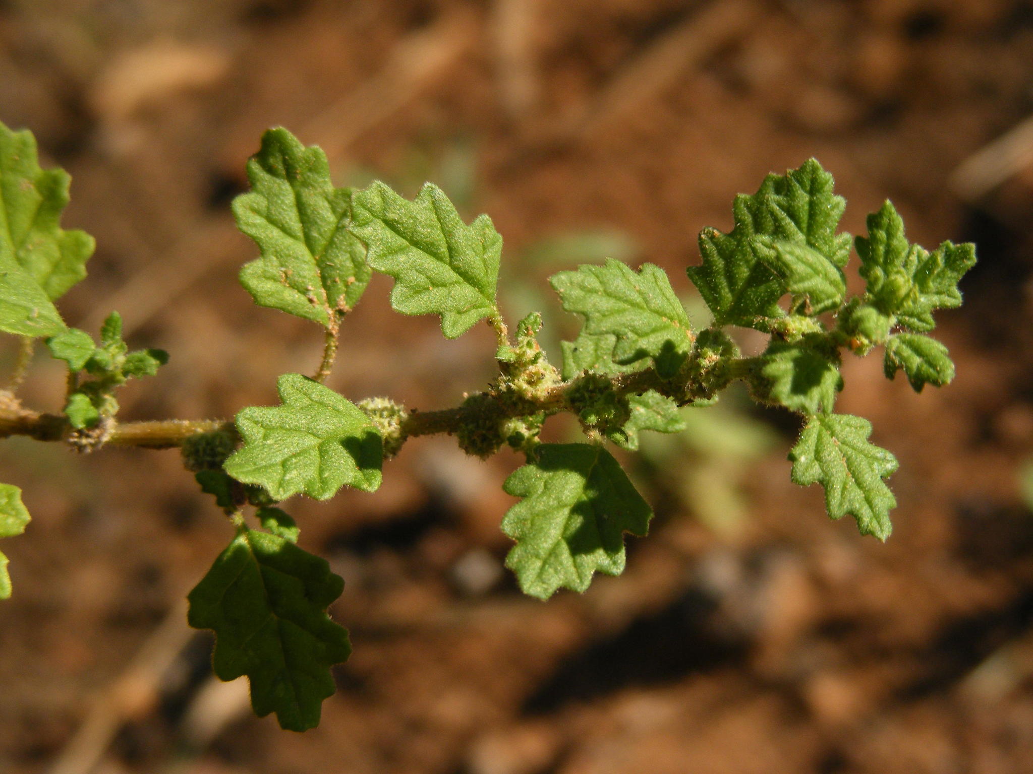 Dysphania carinata