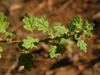 Keeled Goosefoot - Photo (c) Robert Taylor, some rights reserved (CC BY), uploaded by Robert Taylor
