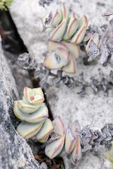 Crassula rupestris rupestris