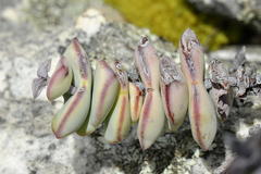 Crassula rupestris rupestris