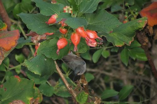 Kei Bottlebrush (Greyia flanaganii)