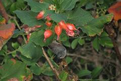 Greyia flanaganii