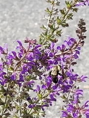 Bombus impatiens
