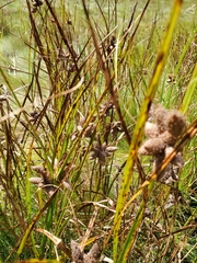 Bolboschoenus robustus